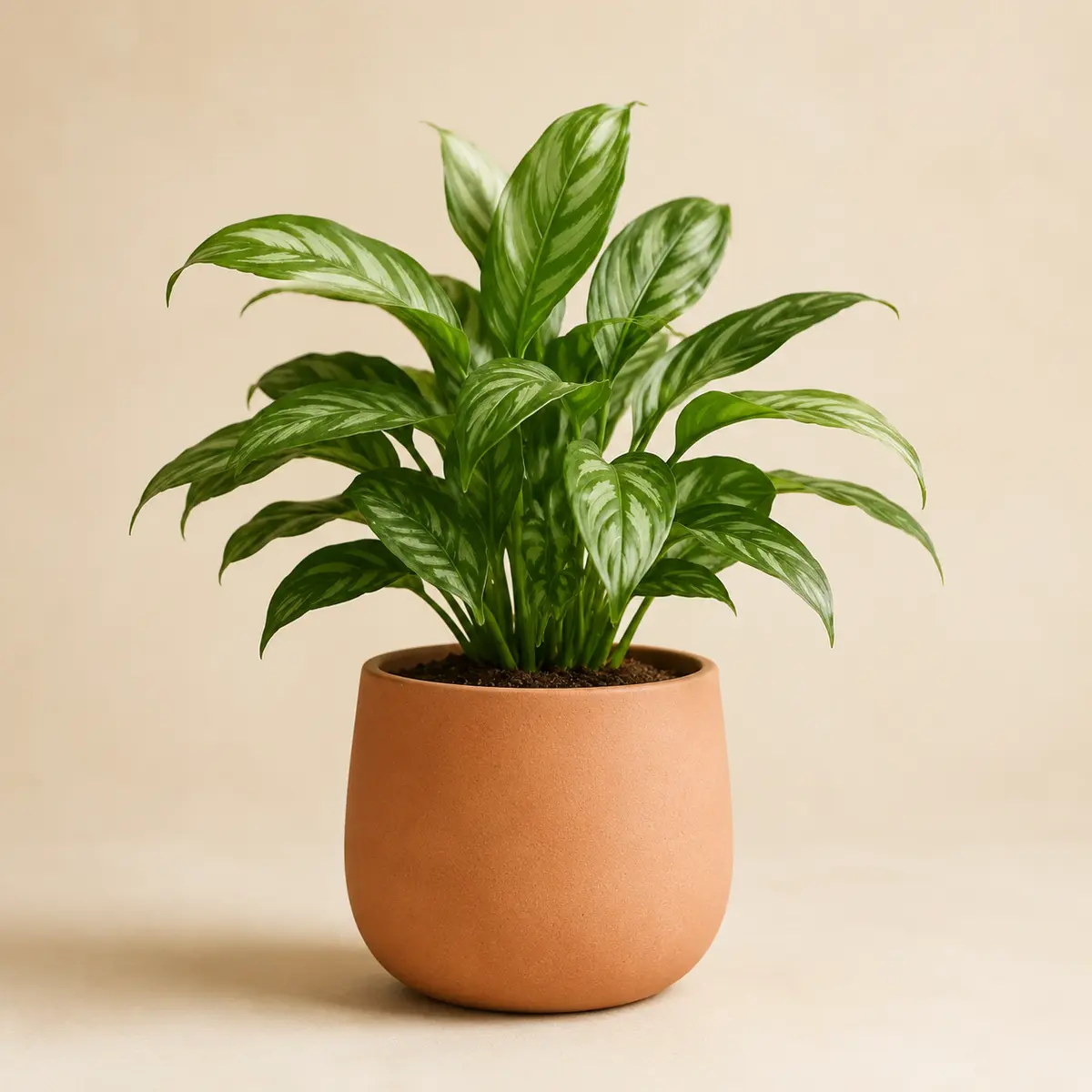 Plante verte présentée dans un cache-pot en terre cuite